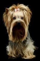 studio coup de un adorable Yorkshire terrier yorkie photo