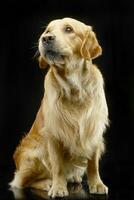 studio coup de un adorable d'or retriever photo