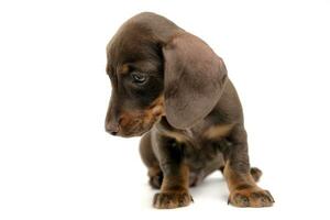 charmant chiot teckel regarder dans blanc studio photo