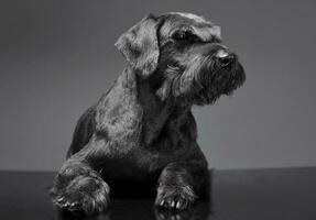 géant schnauzer relaxant dans une studio sol photo