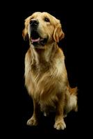 studio coup de une charmant d'or retriever photo