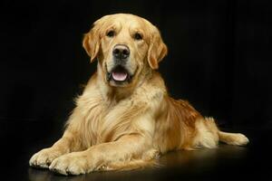 studio coup de un adorable d'or retriever photo