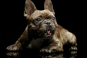 studio coup de un adorable français bouledogue photo