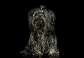 studio coup de un adorable shih-tzu photo