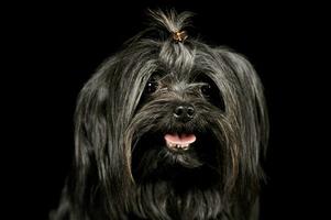 portrait de un adorable shih-tzu photo