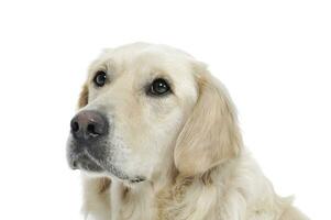 portrait de un adorable d'or retriever à la recherche avec curiosité - isolé sur blanc Contexte photo