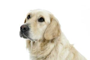 d'or retriever portrait dans une blanc studio photo