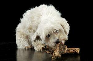 mixte race blanc ébouriffé chien en mangeant dans une noir Contexte photo