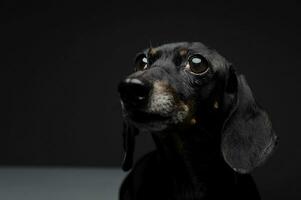 un adorable noir et bronzer court aux cheveux teckel à la recherche en haut avec curiosité photo