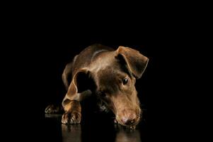 studio coup de un adorable mixte race chiot photo