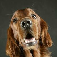 Anglais setter portrait dans une photo studio