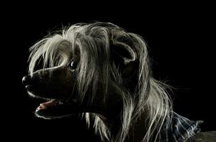 portrait de un adorable chinois huppé chien à la recherche avec curiosité photo