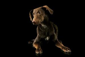 studio coup de un adorable mixte race chiot photo