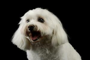 portrait de un adorable shih-tzu photo