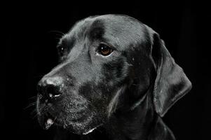 triste noir mixte race chien avec magnifique yeux portrait dans une noir studio photo