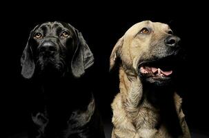 mixte race marron et noir chien avec la magie yeux portrait dans noir Contexte photo