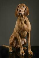 hongrois vizsla séance et coller en dehors le sien langue photo