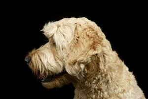 portrait de un adorable bolognaise chien photo