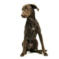 magnifique en volant oreilles mixte race chien séance dans blanc studio photo