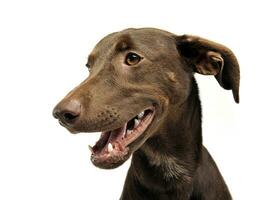 magnifique en volant oreilles mixte race chien portrait dans blanc studio photo