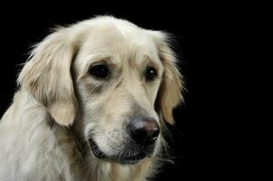 triste d'or retriever portrait dans une noir studio photo