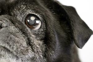 portrait de un adorable vadrouilles ou carlin photo