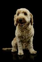 studio coup de une charmant lagotto photo