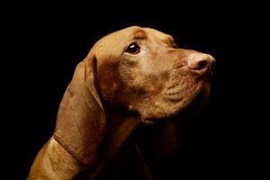 portrait de un adorable magyar vizsla photo