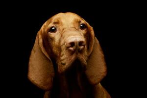 portrait de un adorable magyar vizsla photo