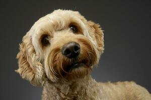 portrait de un adorable bolognaise chien photo