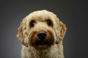 portrait de un adorable bolognaise chien photo