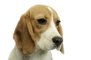 jeune beagle portrait dans photo studio