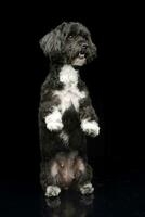 un adorable havanais chien permanent sur deux jambes photo