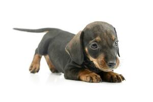 studio coup de une magnifique teckel chiot photo