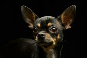 portrait de un adorable court aux cheveux chihuahua photo