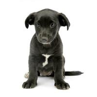 studio coup de une mignonne mixte race chien chiot photo