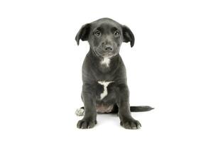 studio coup de un adorable mixte race chiot photo