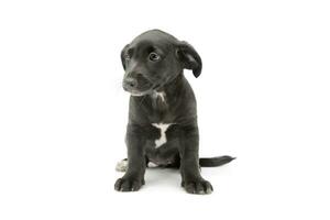 studio coup de un adorable mixte race chiot photo