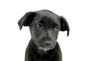 portrait de une mignonne mixte race chien chiot photo