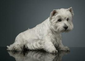 blanc Ouest montagnes terrier relaxant dans studio photo