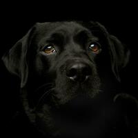 portrait de un adorable Labrador retriever photo