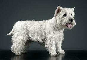 blanc Ouest montagnes terrier permanent dans studio photo