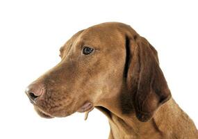 hongrois vizsla portrait dans une blanc photo studio