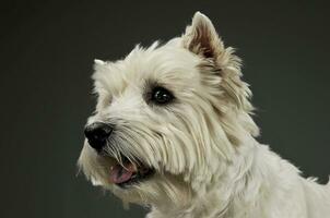 portrait de un adorable Ouest montagnes blanc terrier à la recherche avec curiosité photo