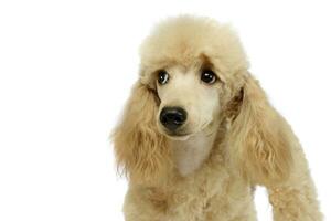 mignonne caniche portrait dans une blanc studio photo