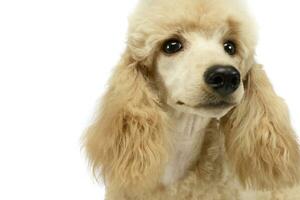 mignonne caniche portrait dans une blanc studio photo