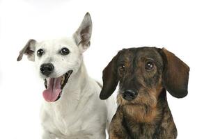 marrant oreilles mixte race chien et une teckel portrait dans blanc studio photo