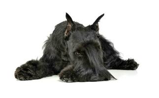 miniature schnauzer relaxant dans une blanc photo studio