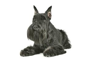 studio coup de un adorable schnauzer mensonge et à la recherche avec curiosité photo