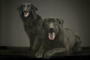 mixte race noir chiens relaxant dans une foncé photo studio